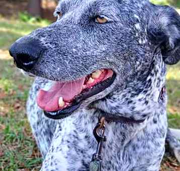 Photo of Cookie
