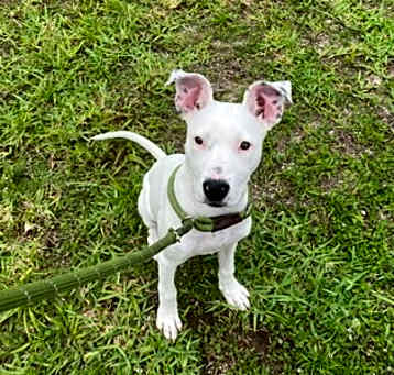 Photo of Sheena - P