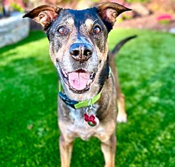 Photo of Sheba