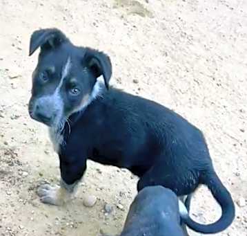 Photo of Angus (Gus)