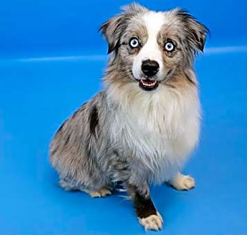 Photo of DIXIE