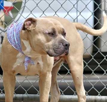 Photo of Hoss