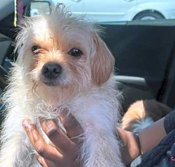 Photo of Chase-adopted!