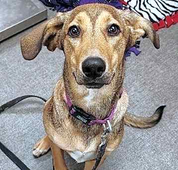 Photo of Willow