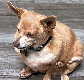 Photo of Morris