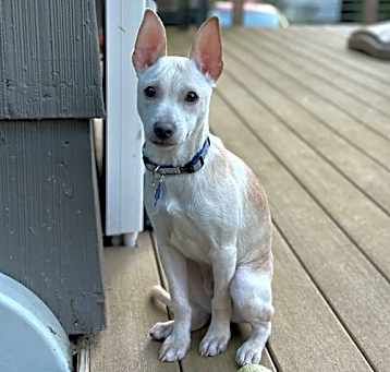 Photo of Ollie