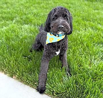 Photo of Puffie