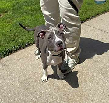 Photo of Ruby