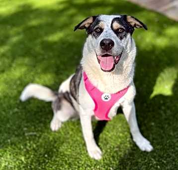 Photo of Lola