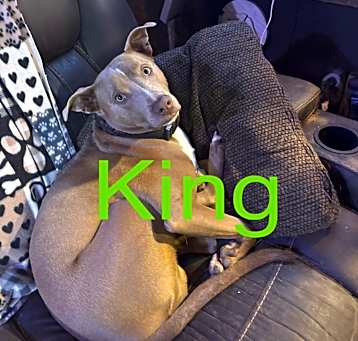 Photo of King