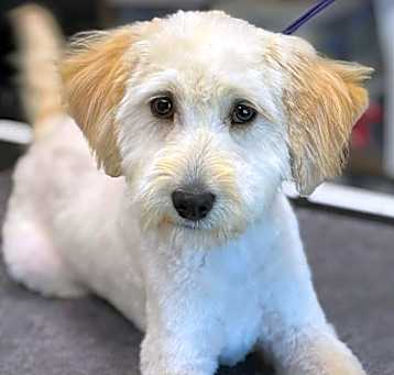 Photo of Rags