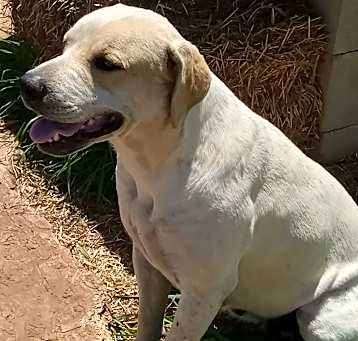 Photo of Daisy