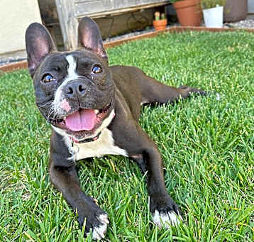 Photo of Birdie