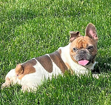 Photo of Tinkerbell