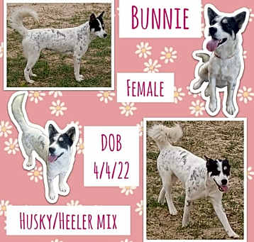 Photo of Bunnie