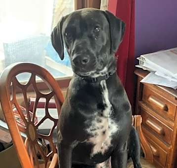 Photo of Rocky