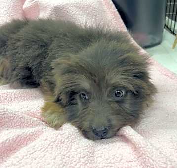 Photo of Lulu