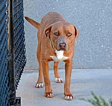 Photo of Opie