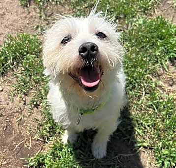 Photo of Blanco