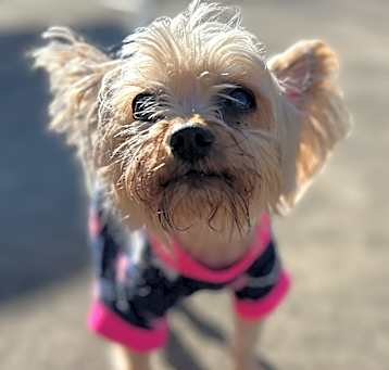 Photo of Coco 