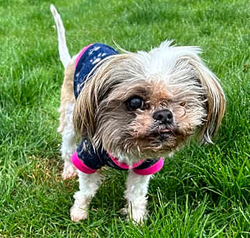 Photo of Daisy