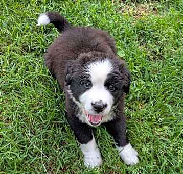 Photo of Callie