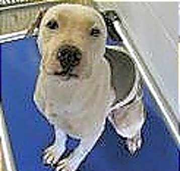 Photo of Xena