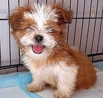 Photo of SPUNKY