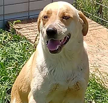 Photo of Teddy