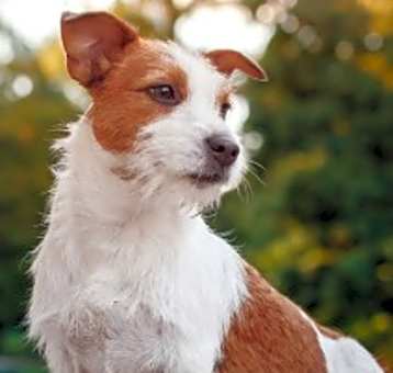 Photo of Charlie