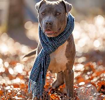 Photo of Buddy