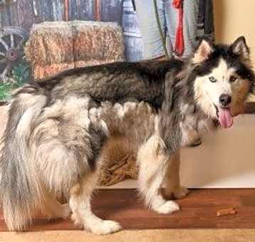 Photo of Riro