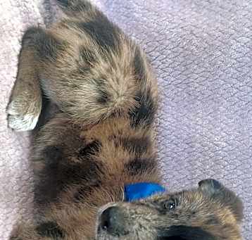 Photo of Waylon