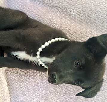 Photo of Willow