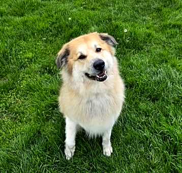 Photo of Nala   Courtesy  Posting