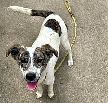 Photo of Brindle Betty