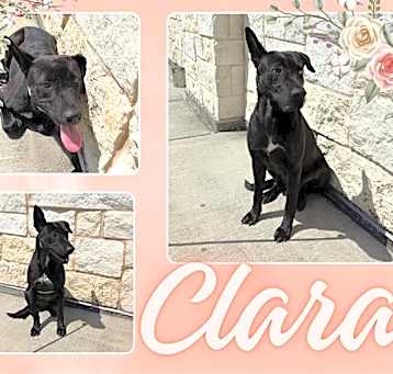 Photo of CLARA