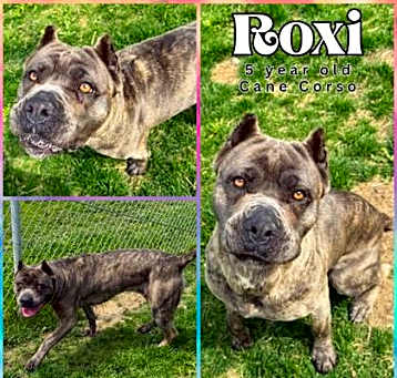 Photo of Roxi