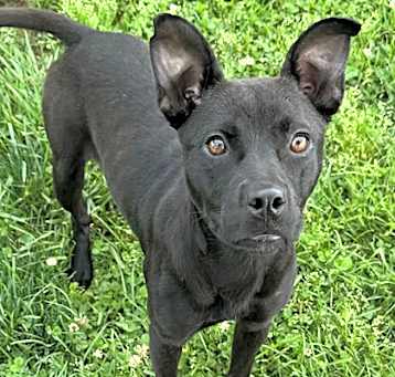 Photo of Juno