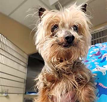 Photo of SCRAPPY