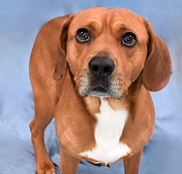 Photo of Buddy 119-25