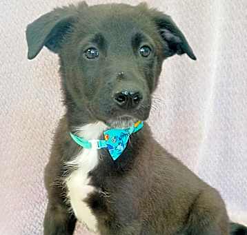 Photo of Watson