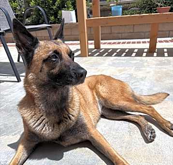 Photo of Nala