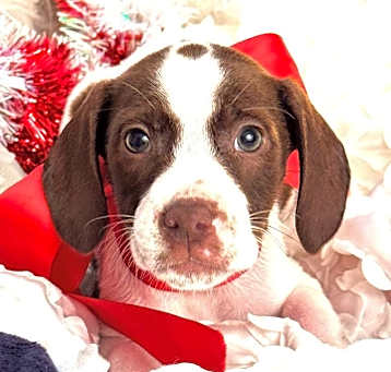 Photo of Truffle