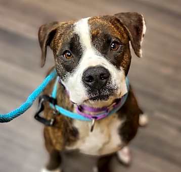 Photo of Romeo