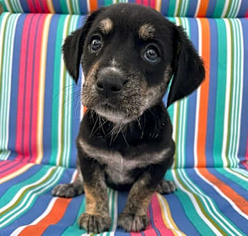 Photo of Violet