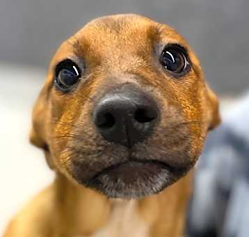 Photo of Remi