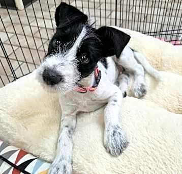 Photo of Scamp