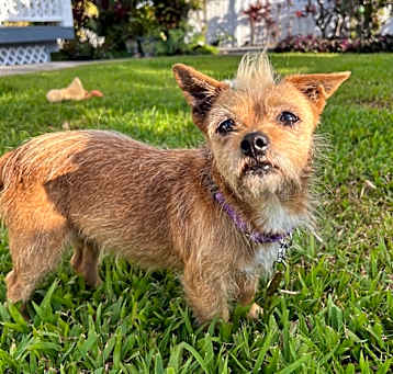 Photo of Punky