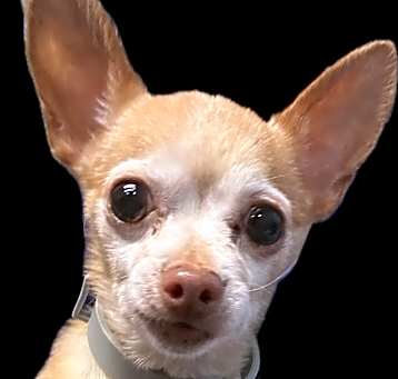 Photo of Honey